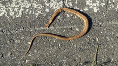 Dryophylax hypoconia