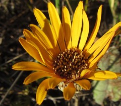 Gerbera tomentosa