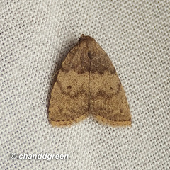 Anachrostis