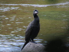 Nannopterum brasilianum