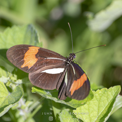 Heliconius erato phyllis