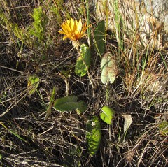 Gerbera tomentosa