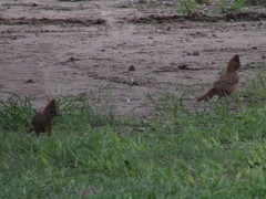 Pseudoseisura lophotes