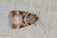 Gyrtothripa variegata