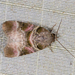 Gyrtothripa variegata - Photo (c) A Lamberts,  זכויות יוצרים חלקיות (CC BY-NC), הועלה על ידי A Lamberts