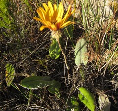 Gerbera tomentosa