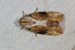 Etanna breviuscula