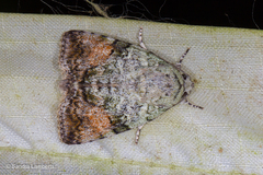 Blenina quinaria
