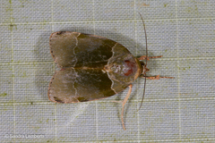 Lasiolopha saturata