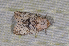 Characoma