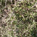 Rhamnus oleoides bourgaeana - Photo (c) Iu Vilaseca, some rights reserved (CC BY-NC), uploaded by Iu Vilaseca