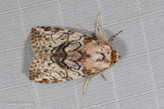 Characoma
