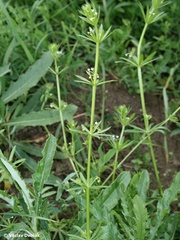 Galium tricornutum