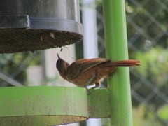 Pseudoseisura lophotes