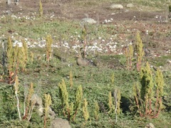 Chloephaga rubidiceps