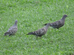 Patagioenas maculosa