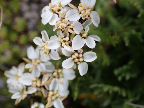 Image of Achillea erba by (c) Elias, some rights reserved (CC BY)