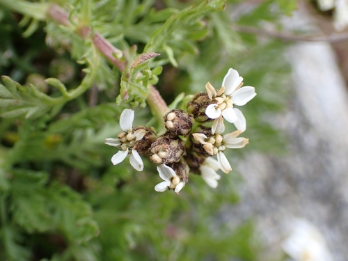 Image of Achillea erba by (c) Elias, some rights reserved (CC BY)