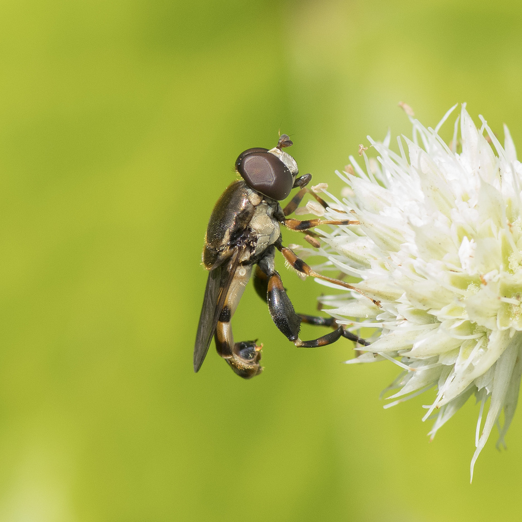 Yellow-thighed Thick-leg Fly from Montgomery County, OH, USA on August ...