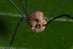 Leiobunum nigropalpi