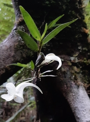 Angraecum platycornu image