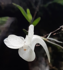 Angraecum platycornu image