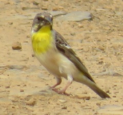 Crithagra citrinipectus