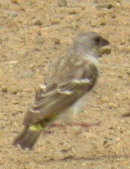 Crithagra citrinipectus