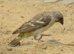 Crithagra citrinipectus