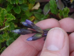 Gentianella magellanica