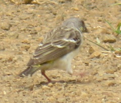 Crithagra citrinipectus