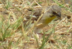 Crithagra citrinipectus