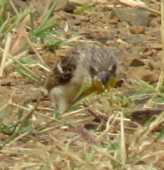 Crithagra citrinipectus