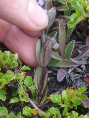 Gentianella magellanica