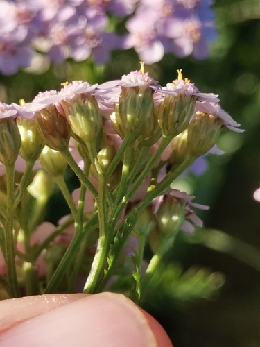 Image of Achillea roseoalba by (c) Ljaž, some rights reserved (CC BY)