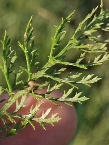 Image of Achillea roseoalba by (c) Ljaž, some rights reserved (CC BY)