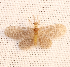 Nallachius americanus