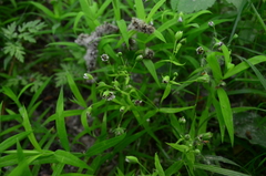 Microbotryum stellariae