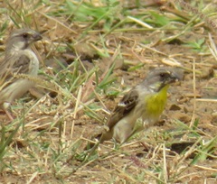 Crithagra citrinipectus