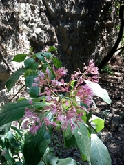 Fuchsia arborescens