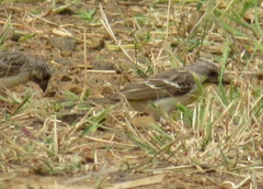 Crithagra citrinipectus