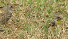 Crithagra citrinipectus