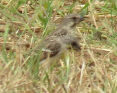 Crithagra citrinipectus