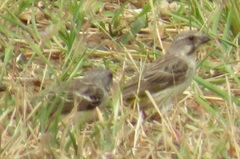 Crithagra citrinipectus