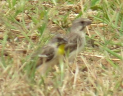 Crithagra citrinipectus