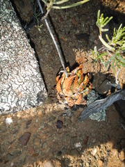 Tulista pumila