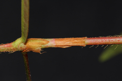 Persicaria strigosa image