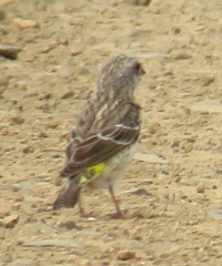 Crithagra citrinipectus