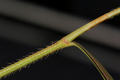 Persicaria strigosa image