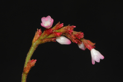 Persicaria strigosa image